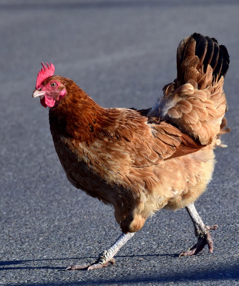 Discover chicken road Discover chicken road