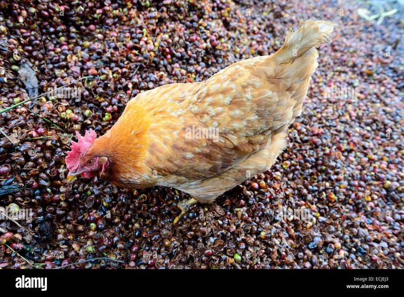 A look at jugar chicken road A look at jugar chicken road